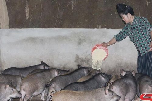 Hội viên phụ nữ làm kinh tế giỏi