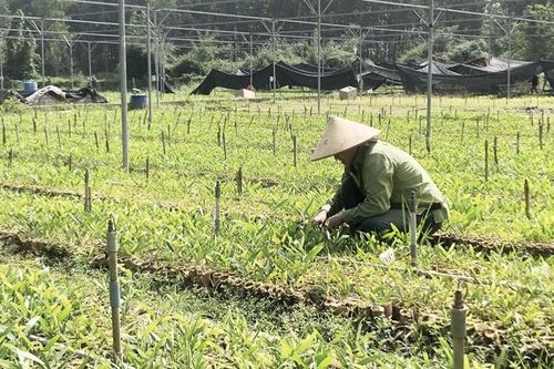 Chế biến nông, lâm sản: Dư địa cần khai thác hiệu quả