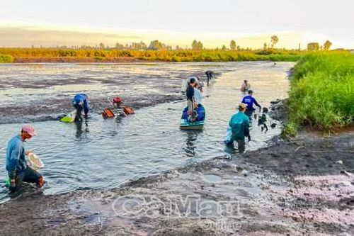 Nông dân khởi động vụ lúa trên đất nuôi tôm