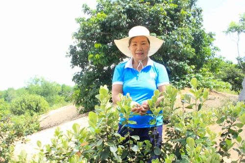 U60 khởi nghiệp với vườn sim trên cát