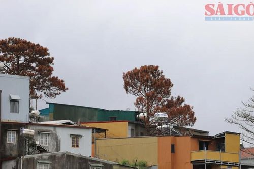 Thông Đà Lạt lại bị 'bức tử' giữa khu dân cư
