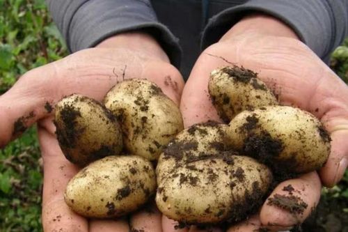 Điều ít biết về giống khoai tây gần 30 triệu đồng/kg