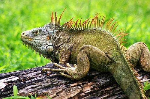 Tận mục loài thằn lằn khổng lồ nổi tiếng nhất châu Mỹ