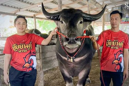 Con trâu khủng khiến đại gia vác 4,5 tỷ mua tại chỗ