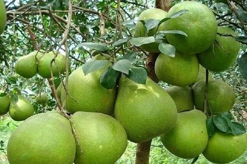 5 cây trồng trong nhà con cháu nhiều đời hưởng phúc lộc