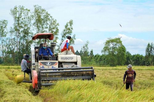 Vì sao giá lúa ở An Giang giảm mà bà con lại vui?