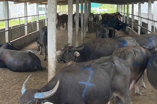 Phát hiện xe tải chở hàng chục con trâu, bò không rõ nguồn gốc