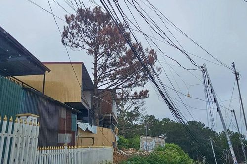 Nhiều cây thông cổ thụ ở Lâm Đồng chết khô