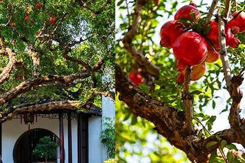 Vì sao cây lựu được giới nhà giàu Trung Quốc trồng nhiều trong vườn?