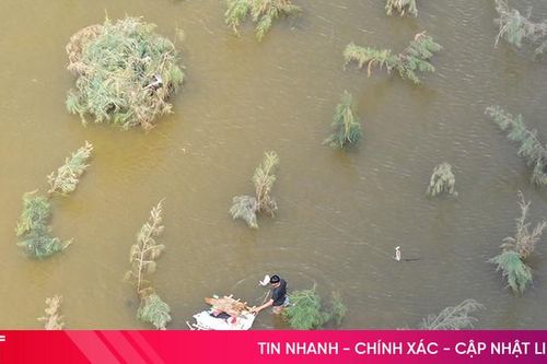 Tái diễn nạn săn bắt chim trời trái phép