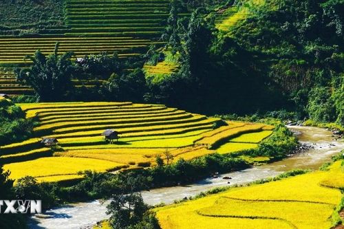 Khám phá các ruộng bậc thang đẹp nhất Lào Cai vào mùa lúa chín