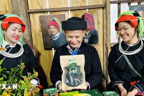 Trà Pèng và hành trình đưa hương vị chè Shan Tuyết vươn xa