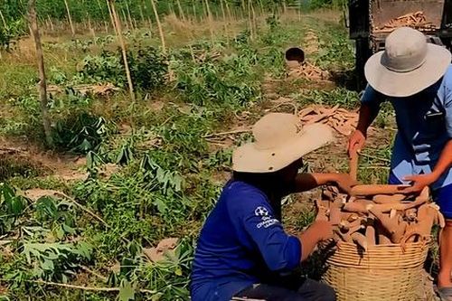 Giá sắn lao dốc, nông dân 'càng làm càng lỗ'