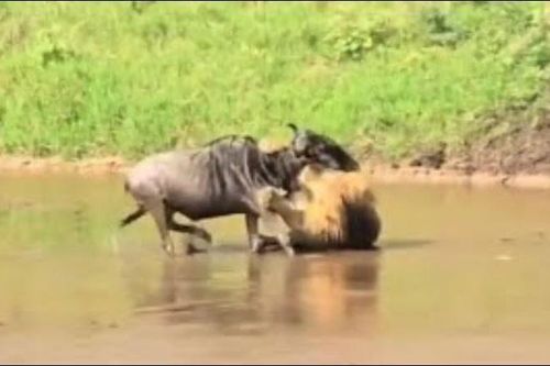 CLIP: Sư tử đực phục kích, hạ gục linh dương đầu bò ngay giữa dòng sông