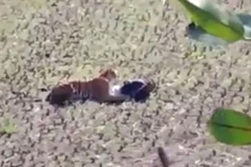CLIP: Người đàn ông sống sót kỳ diệu nhờ giả chết khi bị hổ dữ tấn công