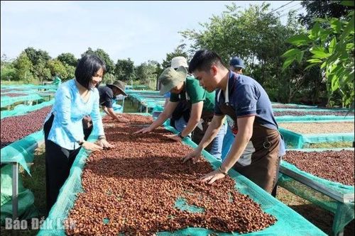 Ngành hàng cà phê Đắk Lắk: Bài toán 'khát' nhân lực chất lượng cao