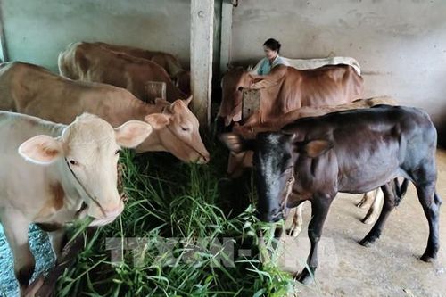 Giá thịt bò tăng trở lại, nông dân Vĩnh Long mạnh dạn đầu tư