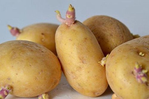 3 loại củ quen thuộc nhưng tiềm ẩn độc tố, mâm cỗ Việt nào cũng có