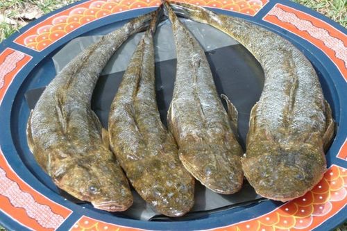 Loài cá với cái tên đặc biệt, thịt chắc như thịt gà được dân sành ăn săn lùng