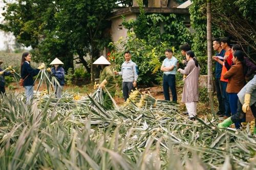Người đưa lá dứa từ đồng ruộng lên sàn thời trang