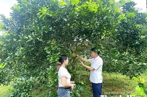 Bí thư chi bộ vận động Nhân dân XDNTM kiểu mẫu