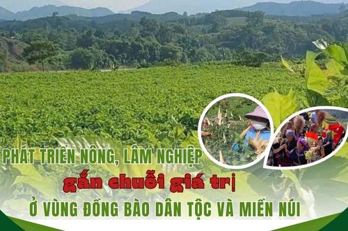 Phát triển nông, lâm nghiệp gắn chuỗi giá trị ở vùng đồng bào dân tộc và miền núi
