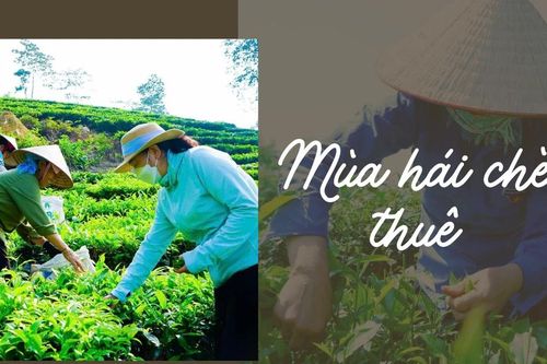 Mùa hái chè thuê
