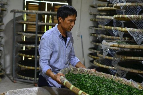 Nỗi lo của 'thủ phủ' dâu tằm