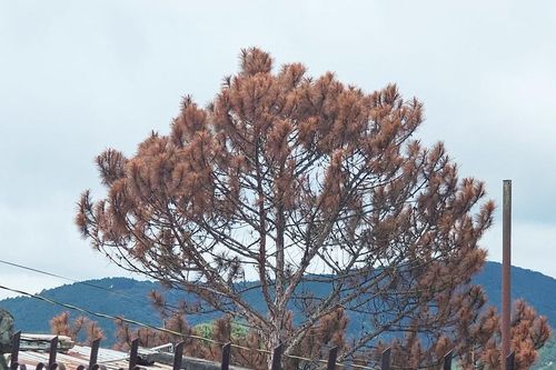 Nhiều cây thông tại nội ô Đà Lạt bị chết khô