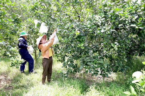 Chăn nuôi hữu cơ vững vàng giữa mùa dịch