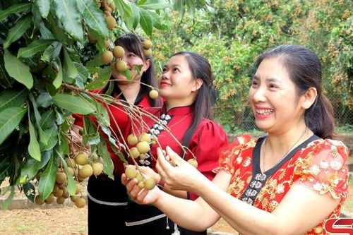 Đưa các giống nhãn chất lượng cao vào sản xuất