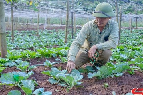 Tô Múa tập trung sản xuất rau vụ đông
