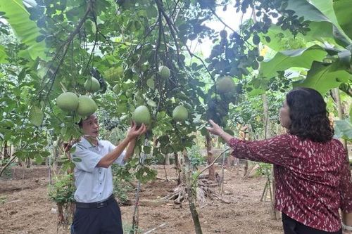 Mở rộng thị trường tiêu thụ trái cây từng 'tiến vua' ở xứ Huế