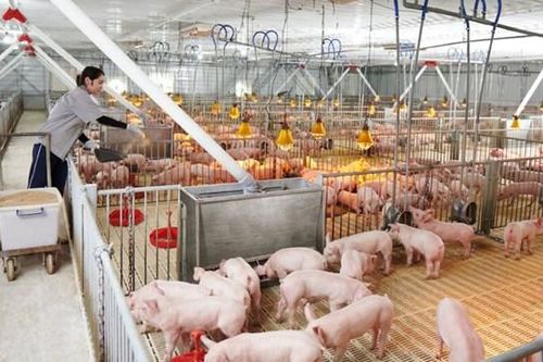 Nông nghiệp Hòa Phát (HPA) nộp hồ sơ IPO, dự kiến niêm yết trên HOSE vào tháng 12