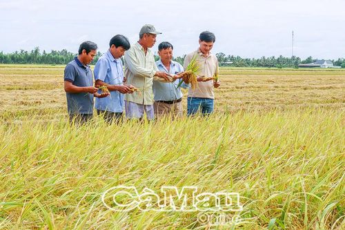 Mô hình lúa OS20 mở hướng mới cho nông dân