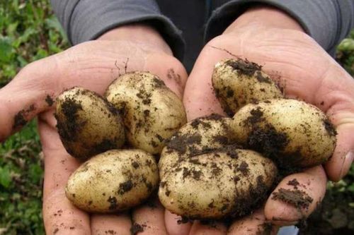 Bí ẩn giống khoai tây đắt đỏ nhất thế giới, gần 30 triệu/kg, sự thật khiến nhiều người bất ngờ