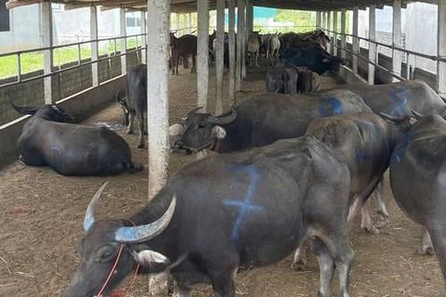 Phát hiện xe tải chở 48 con trâu, bò nghi nhập lậu từ nước ngoài về Việt Nam
