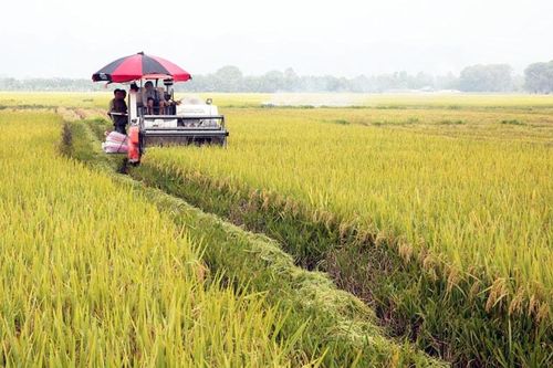 Tam Hưng phát huy liên kết chuỗi, nâng tầm nông nghiệp sinh thái