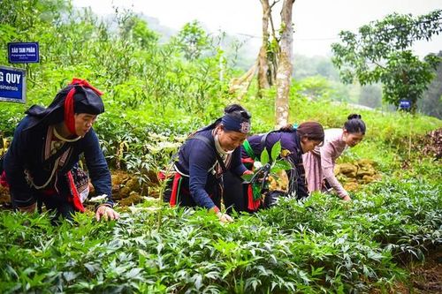 Xây dựng thương hiệu dược liệu Việt Nam: Chuẩn hóa, chế biến và hướng ra thị trường