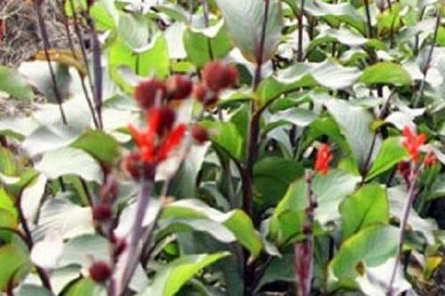 Khai thác, mở rộng lợi thế cây dược liệu của tỉnh Thái Nguyên
