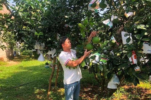 Sản xuất cây ăn quả đáp ứng tiêu chuẩn xuất khẩu