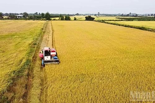 Xây dựng vùng chuyên canh lúa chất lượng cao, giảm phát thải bền vững