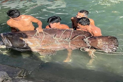 Sửng sốt ngư dân tóm gọn cá mú khủng nặng 150 kg