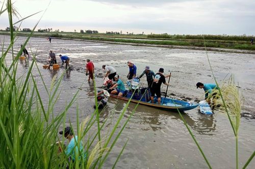 'Con tôm ôm cây lúa' - mô hình bền vững ở Đồng bằng sông Cửu Long