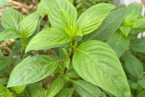 Rau húng - gia vị 'trường thọ', mỗi loại một tác dụng