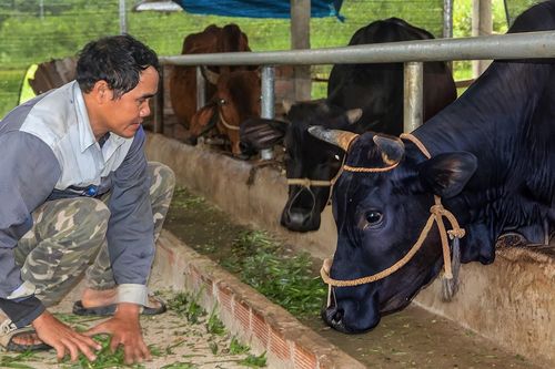 Người trẻ 'dẫn đường' cho cả bản làng thoát nghèo