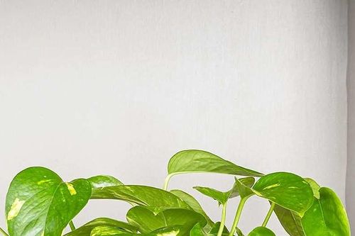 Cách trồng và ý nghĩa phong thủy của cây trầu bà