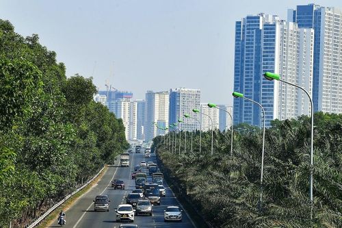 Sau vụ tai nạn ô tô Limousine, có nên loại bỏ cây ở dải phân cách cao tốc?