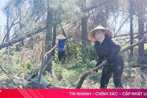 Tập trung tận thu, chăm sóc rừng phi lao phòng hộ ven biển