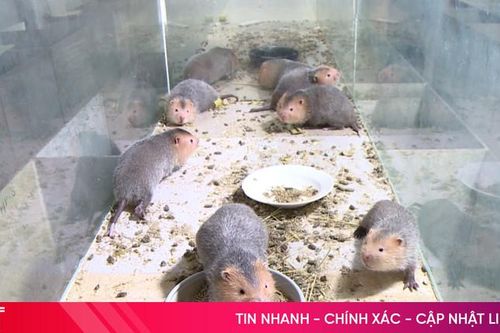 Dúi má đào - Nuôi chơi mà ăn thật!
